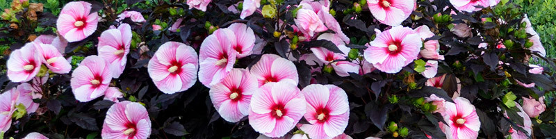 Hibiscus, Rose of Sharon, Hibiscus syriacus